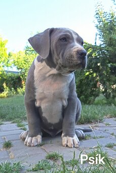 American bully XL, Americký stafordsirsky terier - 6