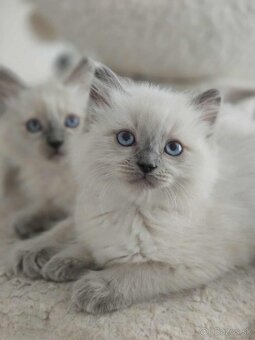 Ragdoll mačiatka - 6