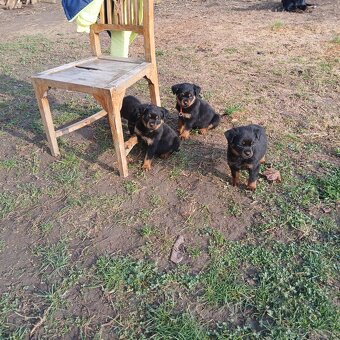 Rotvajler steniaka rodicia pp - 6