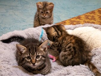 Darujem krásne mačiatka - 6