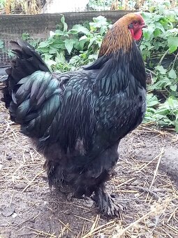 Kohút brahman veľký - 6