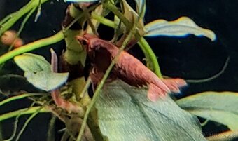 Predám krevetky Neocaridina Red Fire Painted - Grade SS - 6