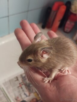 Predám osmakov degu - 6