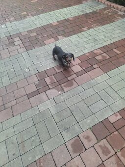 Jazvecik trpaslici - 6