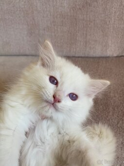 Ragdoll bez PP - 6