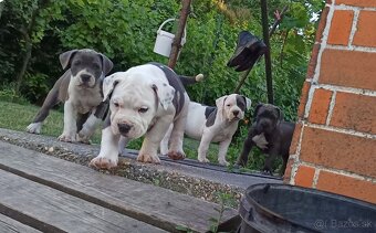 Americký stafordsirsky terier, american bully XL - 6