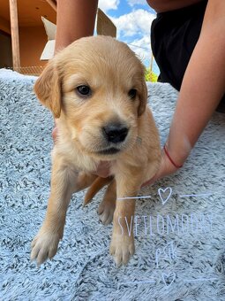 Zlatý Retriever šteniatka - 6