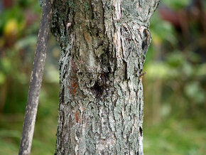Hoya 200mm/F3,5/ FD + Porst 35mm/F2,8/ M42 - 6