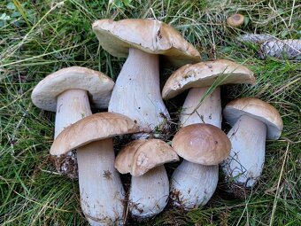 Sušené hríby smrekové, dubáky - 6