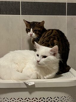 Bengálsky kocúrik - 6