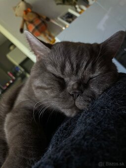 Predám Britských krátkosrstých kocúrikov - 6