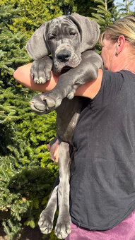 Německá doga modrá s PP Euphorie Blue HH - 6