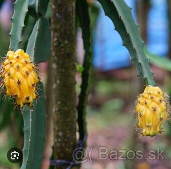Pitahaya žltá, Hylocereus megalanthus - 6