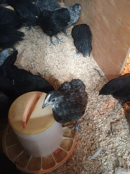 Kohútik australorp - 6
