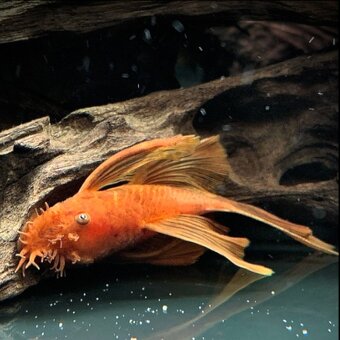 Prísavníky,botia,piraňa dovoz 12.10 RK-LM-PP-PO - 6