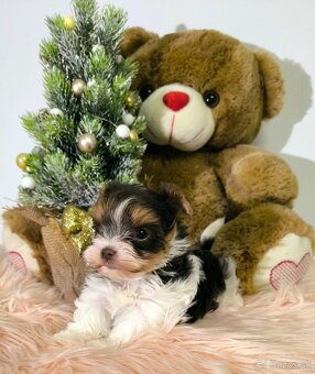 Jorksir Yorkshirsky terier - 6