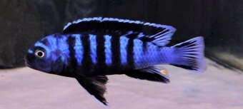 Africké Cichlidy - 6
