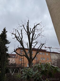 Odstraňovanie tují, úprava záhrad a živých plotov, kosenie - 6