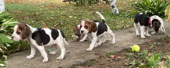 Beagle - 6