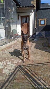 Belgicky ovciak malinois - 6