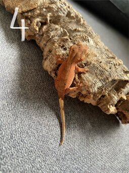 Pagekon riasnatý - Correlophus ciliatus - 6
