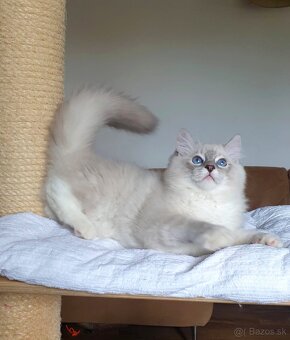 Ragdoll kocourek do chovu - 6