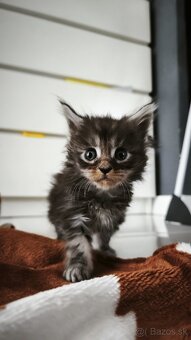 Mačička Maine coon , úhrada aj na časti - 6