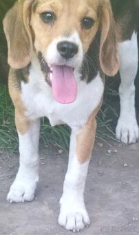 Beagle, bigel, bigl bez PP - 6