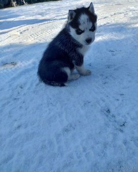 Šteniatka sibírsky husky - 6