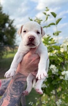 American bully XL/XXL s PP/stafford/pitbull/cane corso - 6