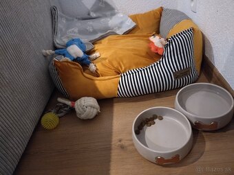 Basenji - 6