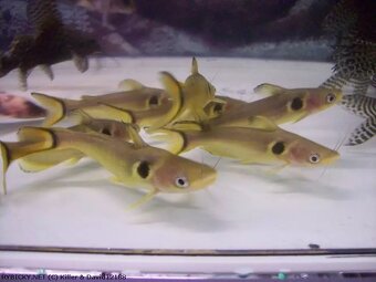 Hydrolycus armatus + import - 6