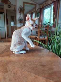 Cornish rex - 6