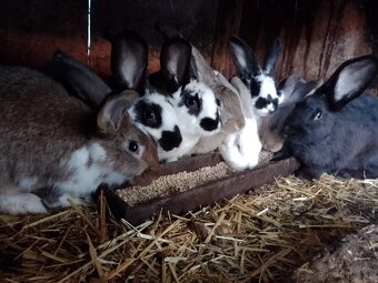 Predám králiky rôznych plemien a sfarbenia - 6