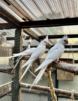 Korela, Papagáj horský - 6