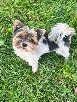 Biewer yorkshire terier - 6