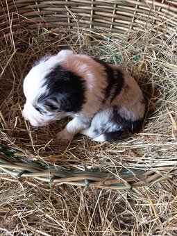 Border kólia šteniatka - 6