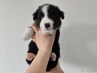 Border collie/Border kólia s preukazom o pôvode (PP) - 6