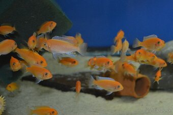 Predám prebytky chovu - Africké cichlidy - 6