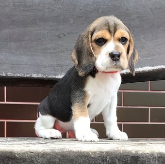 Bígel Beagle Bigl s PP FCI - 6