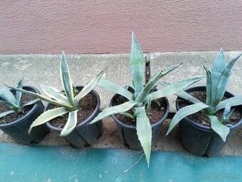 Kaktus, Agave - 6