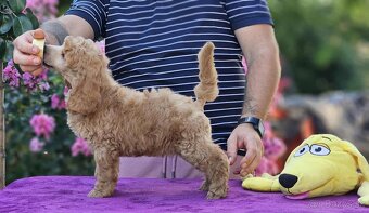 Stredne Veľký Pudel - Medium Poodle - 6