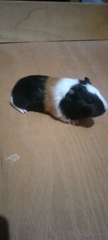 Morské prasiatka - 6