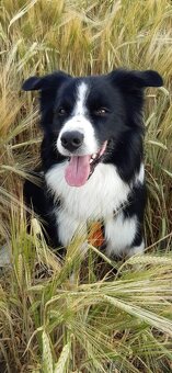 Šteňatá s PP - Border kólia / kolia - již k odběru - 6