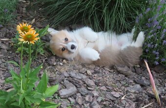 welsh corgi - 6