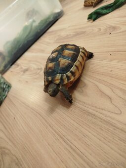 Suchozemska korytnačka Testudo Marginata - 6