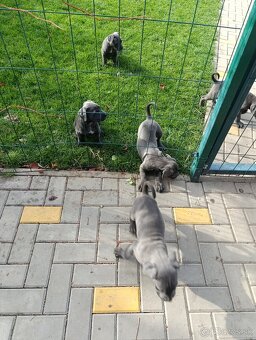 Cane corso modré šteniatka - 6