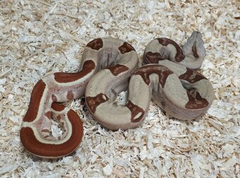 Boa imperator - Normal a Hypo 66% het Sterling VPI - 6