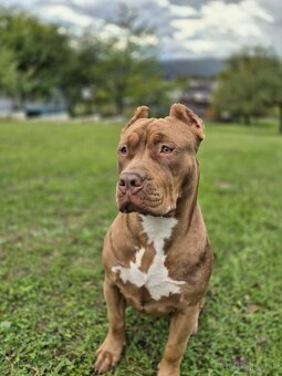 American bully XL - 6