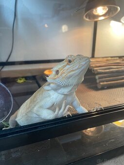 Terarium - 6